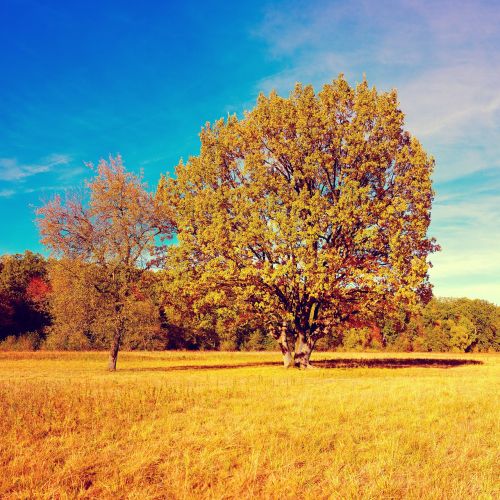 fall autumn tree