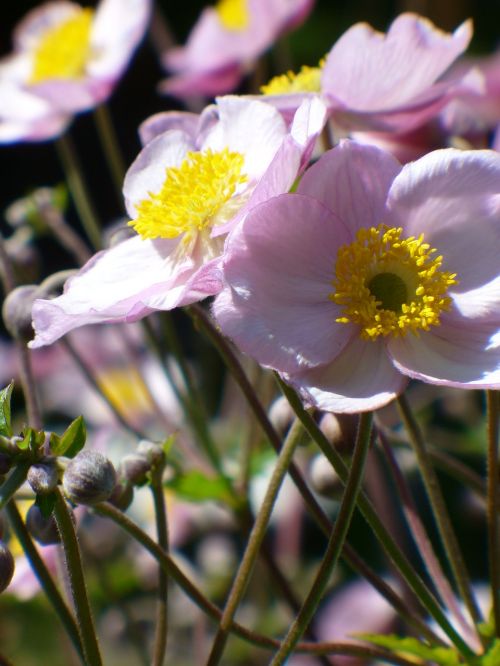fall anemone flower bloom