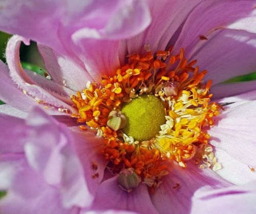 fall anemone blossom bloom