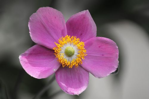 fall anemone anemone hupehensis blossom