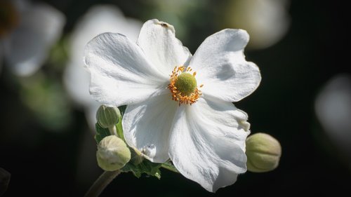 fall anemone  flower  white