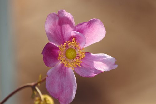 fall anemone  anemone hupehensis  blossom