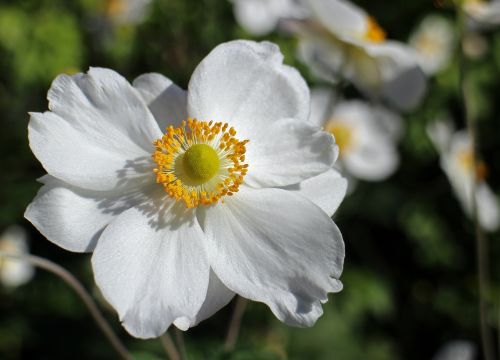 fall anemone white flower