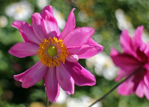 fall anemone garden plant bloom