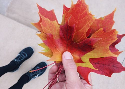 fall autumn leaves leaf collecting