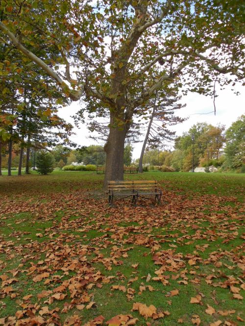 Fall Bench