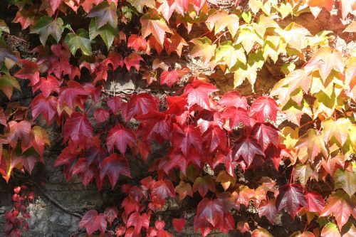 fall color leaves wine