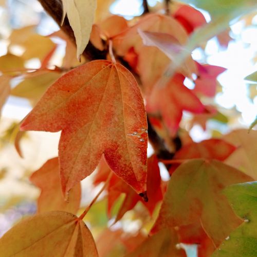 fall color autumn color