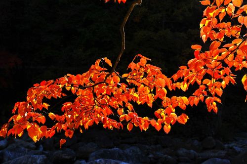 fall color autumn leaves jiri pia country