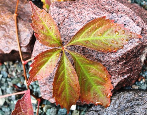 fall color vine leaves stone