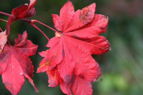 fall colors maple leaf red