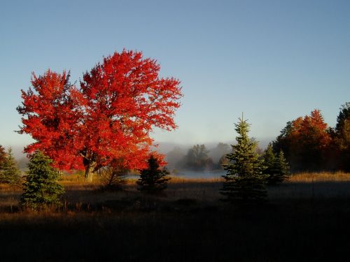 fall colors foliage nature