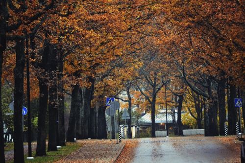 fall colors street tree