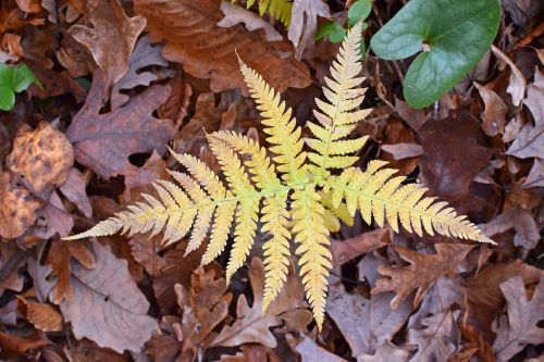 fall fern turning color forest floor