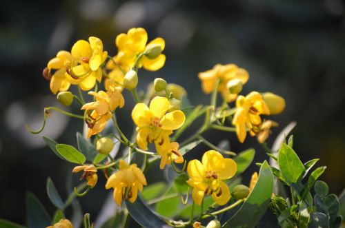 Fall Flowers