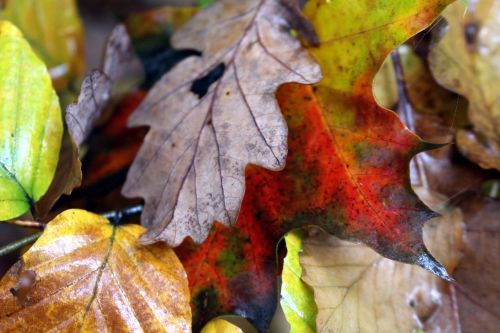 fall foliage wet leaves