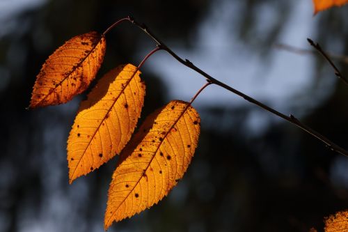 fall foliage leaf back light