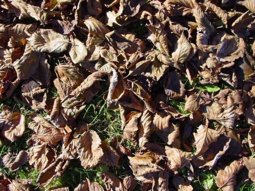 fall foliage leaves autumn