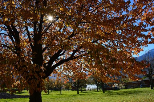 fall foliage tree sun