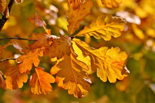 fall foliage autumn oak eichenlaub