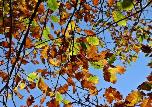 fall foliage oak leaves oak