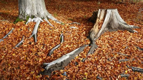 fall foliage log autumn