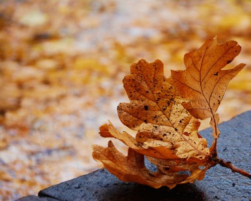 fall foliage oak leaf emerge
