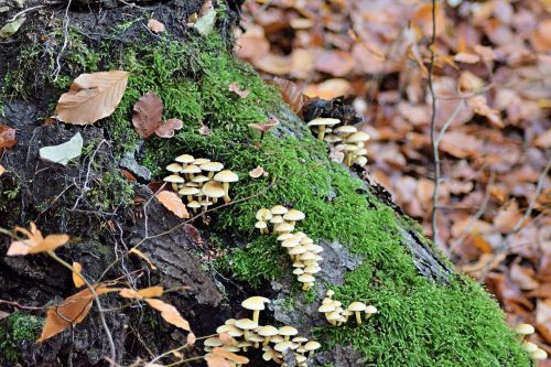 fall foliage mushroom toxic