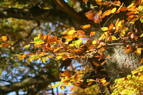 fall foliage yellow leaves