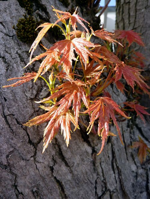 fall foliage colorful leaves autumn colours