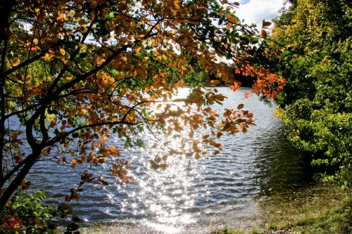 fall foliage lake shiny