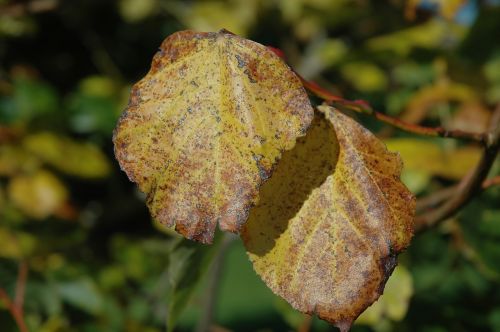 fall foliage sunbeam autumn