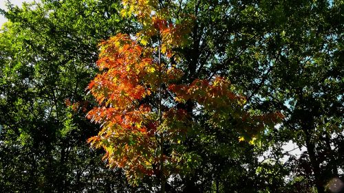fall foliage colorful leaves leaves