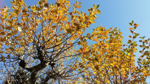 fall foliage colorful leaves autumn mood