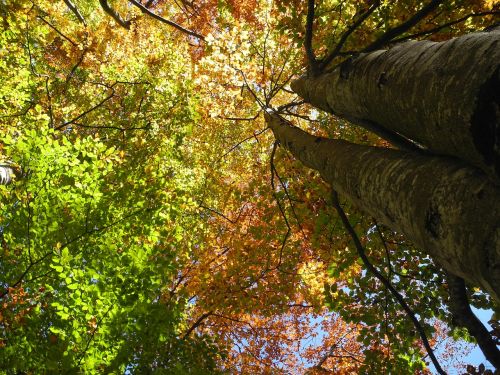 fall foliage tree autumn forest