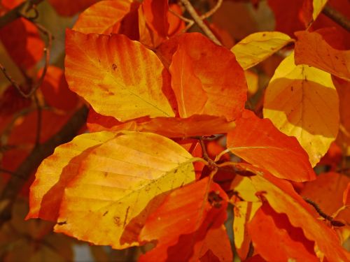fall foliage beech leaves
