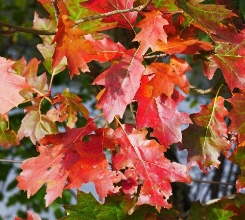 fall foliage maple leaves