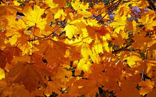 fall foliage golden yellow maple