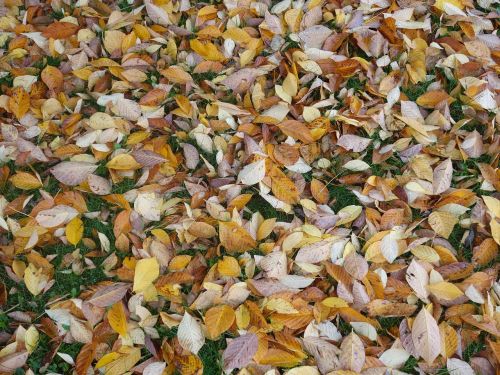 fall foliage leaves discolored