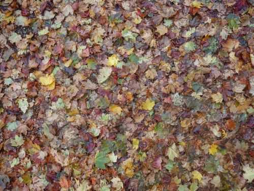 fall foliage leaves discolored