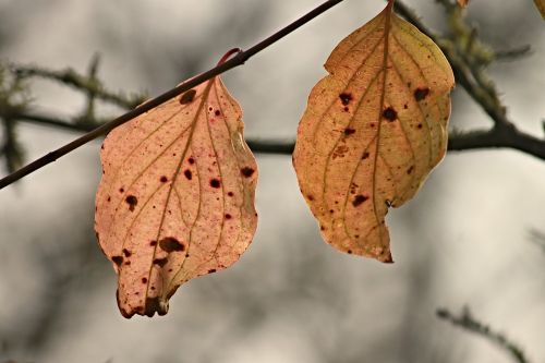 fall foliage leaves two