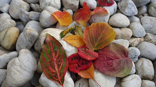 fall foliage leaves stones