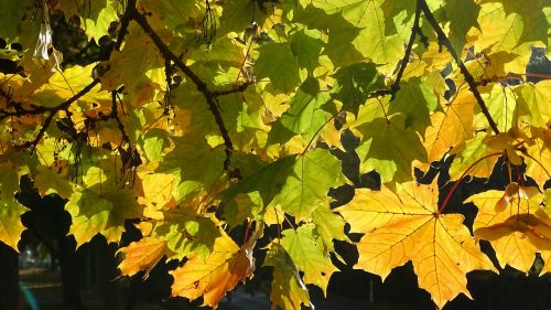 fall foliage maple yellow