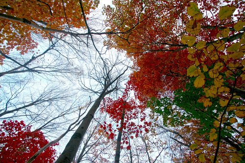 fall foliage  water  reflections