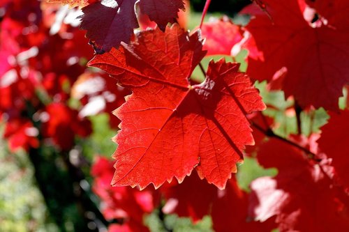 fall foliage  vine  emerge