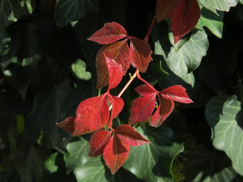 fall foliage  red  autumn