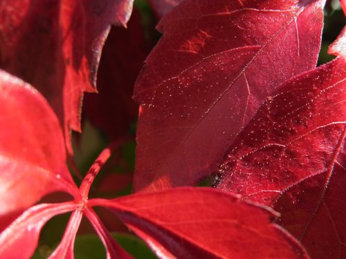 fall foliage  red  autumn