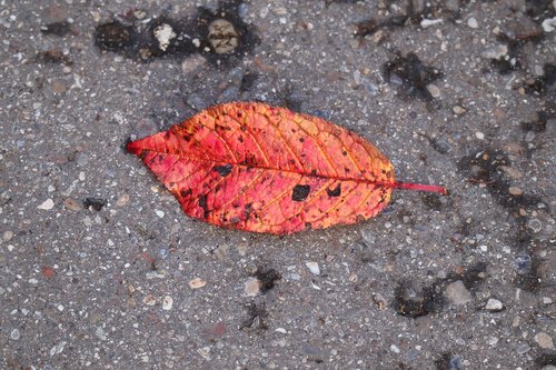 fall foliage  leaf  october