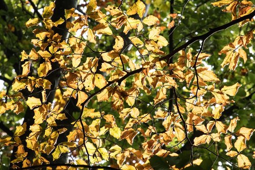 fall foliage  leaves  fall color