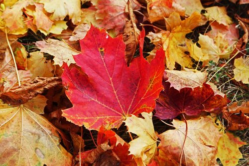 fall foliage  maple leaf  autumn